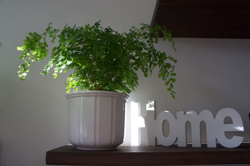 wooden sign, tree, Feel, At Ease, happy, filigree, fern plant, 4K, leaves, green color, leaf fern, close-up, vase, plant, flower pot, no people, fern