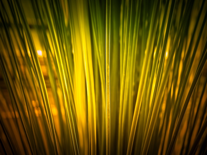 4K, palm leaf, Elephant Grass, sunlight, macro, outdoors, no people, pattern, nature, sun, grass, leaves, abstract, light, elephant, palm tree, abstract backgrounds