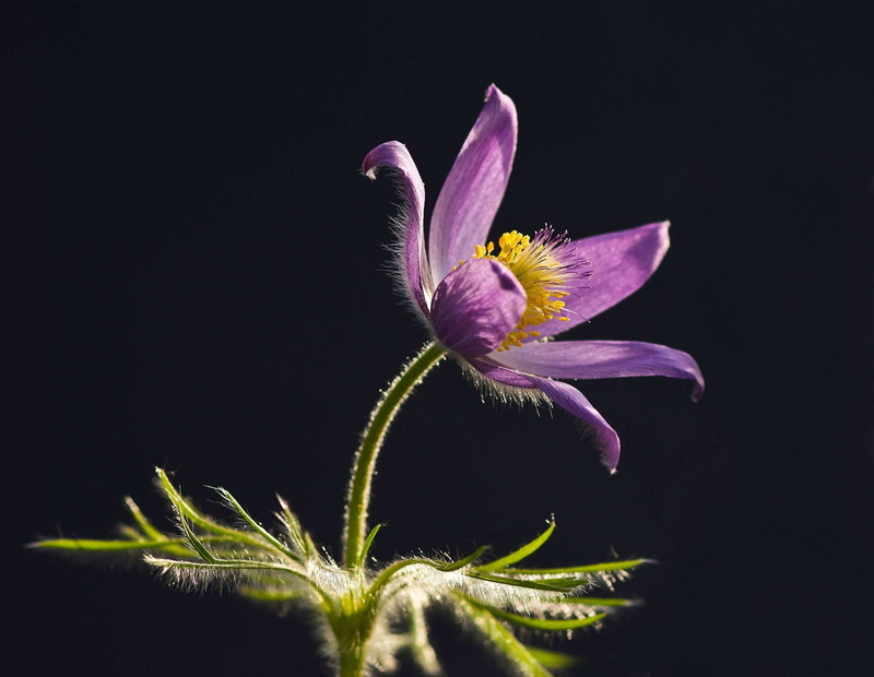 hahnenfugewchs, selective focus, springtime, filigree, vulnerability, inflorescence, dry plant, fragility, freshness, plant, nature, pasqueflower, close-up
