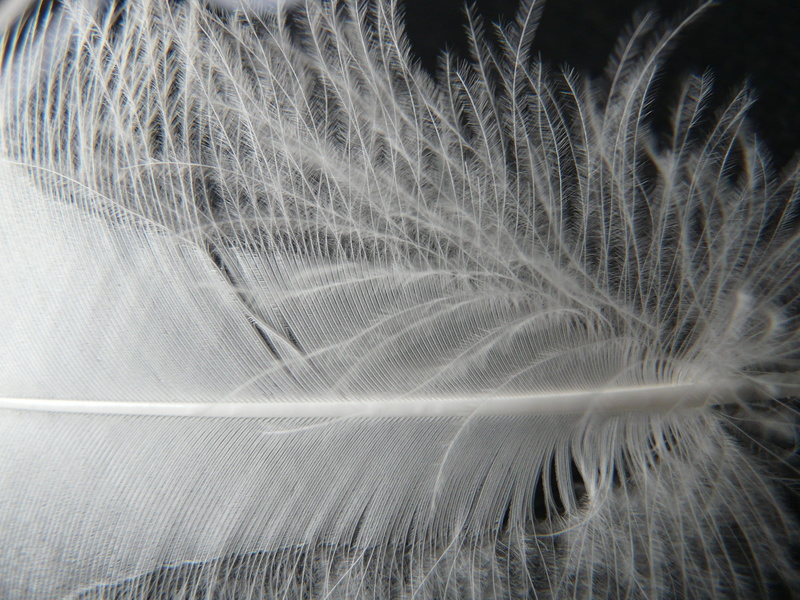 bird, full frame, nature, tranquility, vulnerability, white, white color, plumage, outdoors, backgrounds, scenics - nature, abstract, fragility, down, filigree