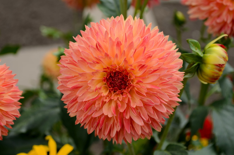 close-up, bloom, fragility, blossom, focus on foreground, close, orange yellow, garden, petal, growth, dahlia, inflorescence, filigree, flower stamp, orange