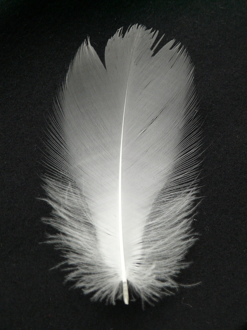 directly above, nature, single object, studio shot, indoors, black background, bird, high angle view, filigree, feather, white color, vulnerability, no people