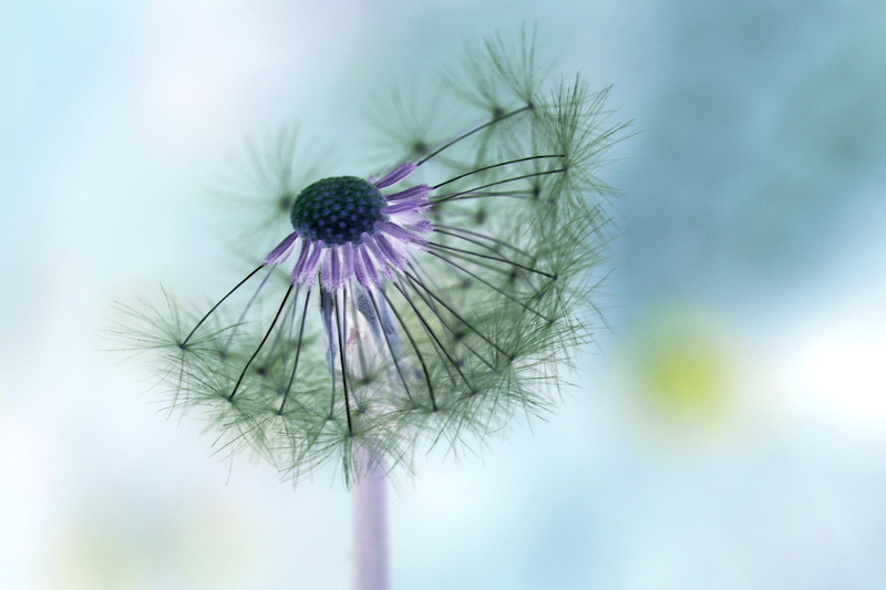 outdoors, filigree, blossom, vulnerability, photography, roadside, close, flower, flora, softness, no people, flowering plant, selective focus, pointed flower
