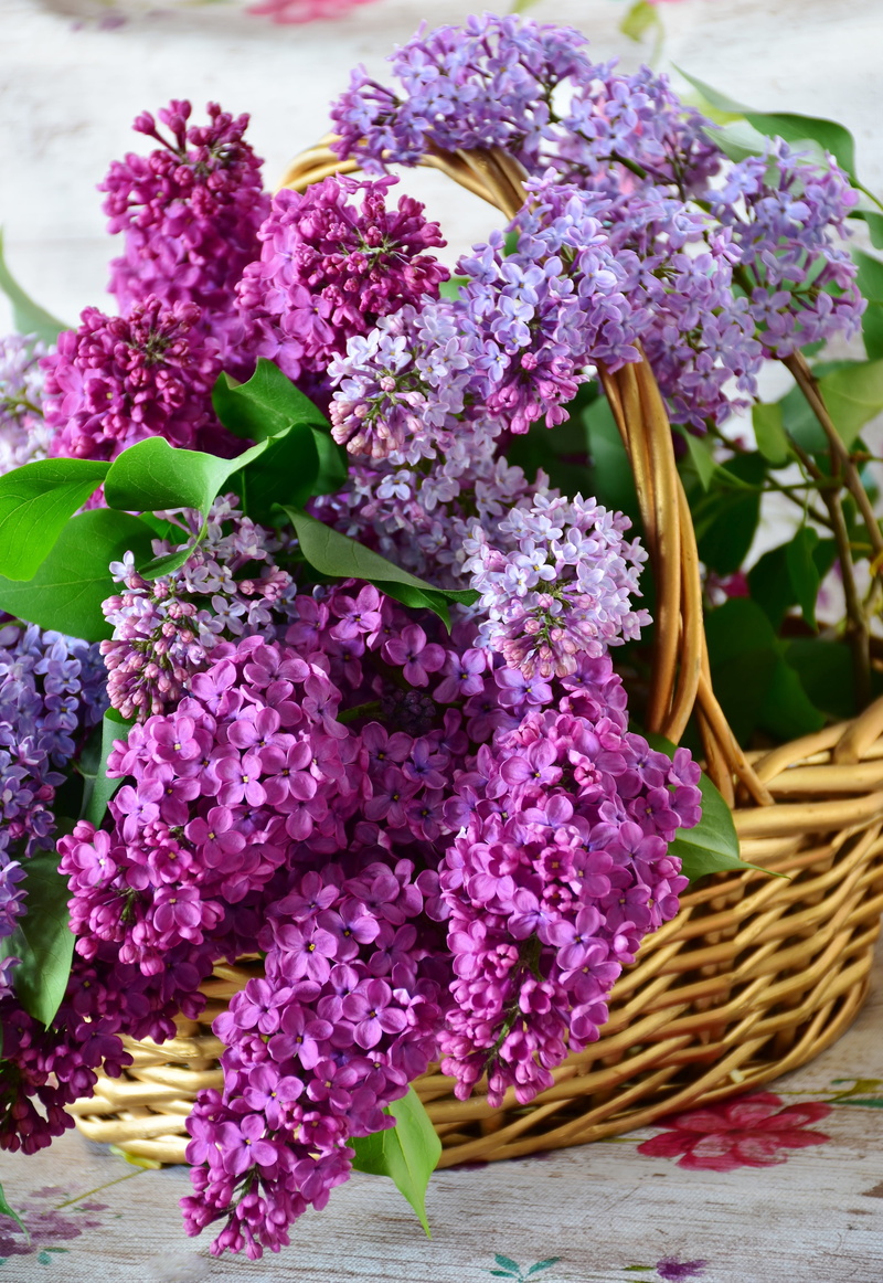 flower arrangement, plant, close-up, color, freshness, close, mothers day, filigree, inflorescence, vulnerability, fragrance, flowering plant, season, indoors