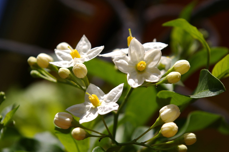 leaf, stamens, white, nectar, purity, petal, summer jasmine, filigree, flowers, flower head, garden, plant part, flower, botany, plant, bright, selective focus
