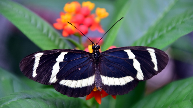 flowering plant, butterfly, animal themes, insect, animal, pollination, vulnerability, blue, nature, close-up, butterfly - insect, fragility, tender, exotic