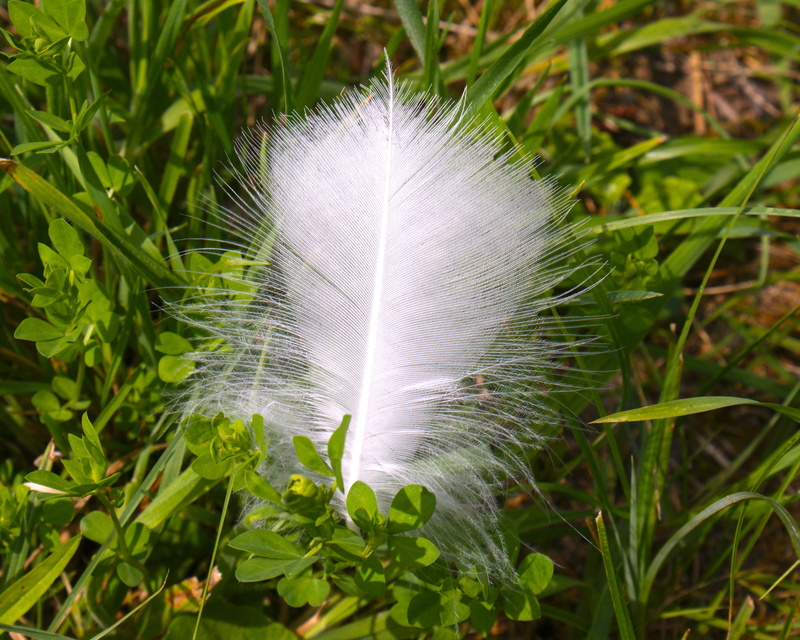 freshness, walker, land, day, plant part, nature, plant, swan feather, outdoors, tickling, no people, lightweight, fragility, vulnerability, 2K, green color