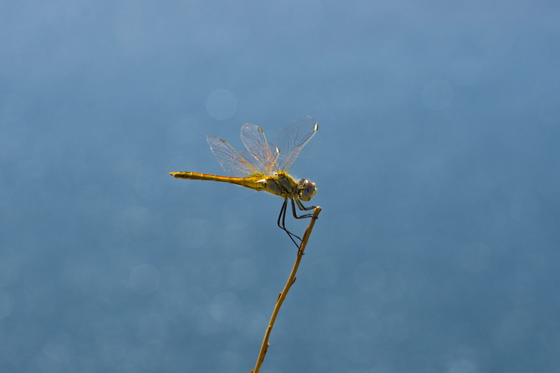 plant, animal wing, animal eye, macro, no people, golden, filigree, animal, animal wildlife, focus on foreground, one animal, zoology, plant stem, blue