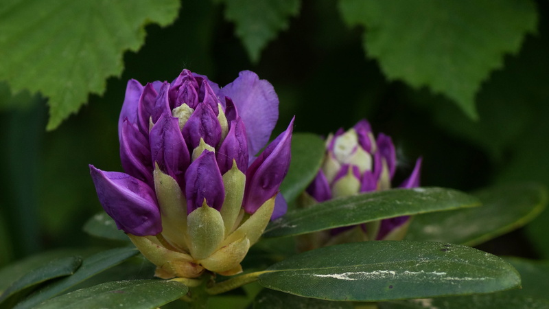 flowering plant, rhododendrons, close-up, green color, no people, water, plant part, colorful, filigree, flower, beautiful, purple, macro, inflorescence