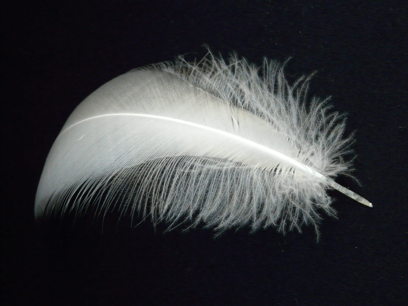 feather, science, colored background, close-up, swan, no people, slightly, fragility, black background, fly, vulnerability, white, animal springs, white color