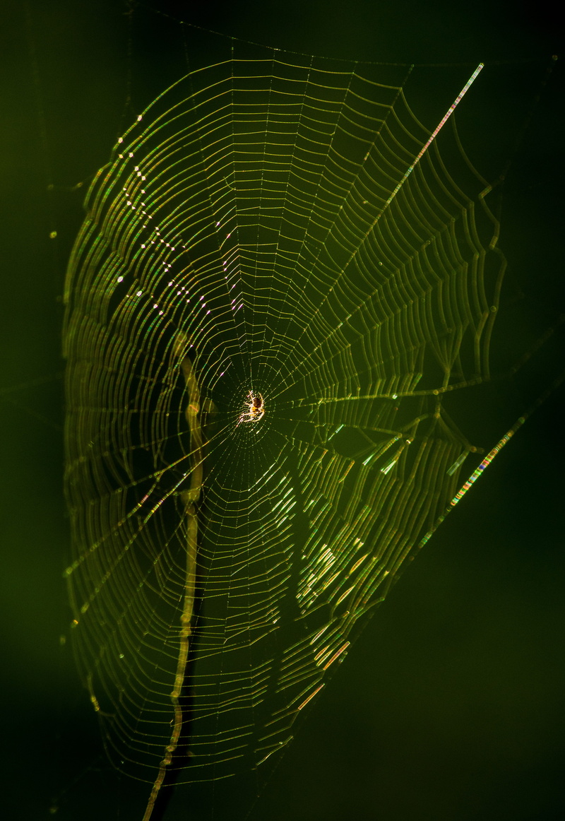 5K, close up, cobweb, arachnid, spider, focus on foreground, black background, filigree, animals in the wild, spider web, vulnerability, animal wildlife