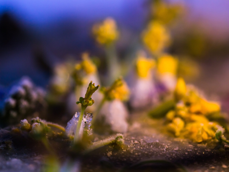 purple, flower head, nature, plant, frost, vegetable, herbal medicine, freshness, outdoors, icy, macro, medicine, flowering plant, 4K, herb, fragility