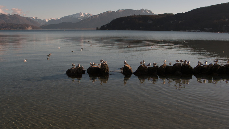 group of people, landscape, animals, outdoors, background, waterfront, animal wildlife, bird, vertebrate, sky, group of animals, animal themes, beauty in nature