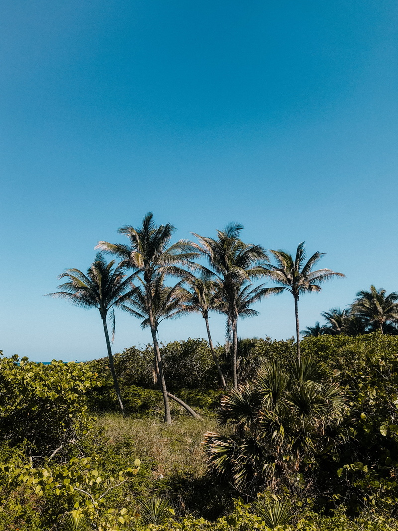 land, environment, day, palm tree, tropical climate, coconut palm tree, tree, tranquil scene, arid climate, hdwallpaper, beach, green color, sun, hot, growth