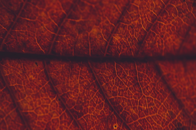 abstract, leaf, selective focus, thanksgiving, brown, design, backgrounds, cozy, veins, night, ultra, close-up, nature, full frame, hd, wood - material