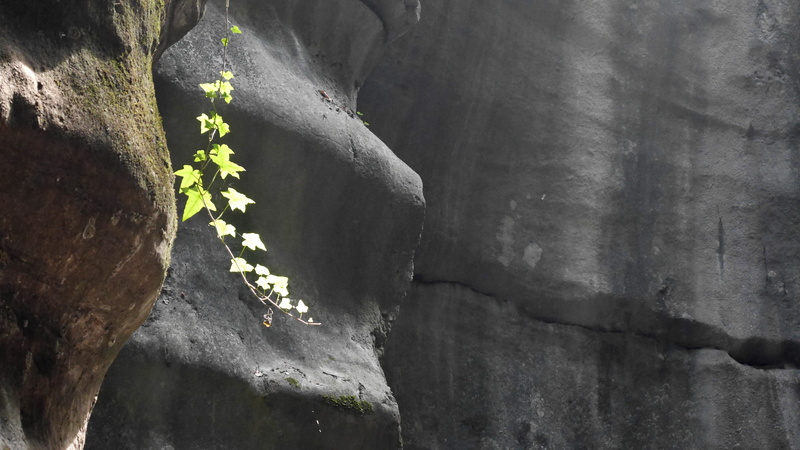 photo, day, outdoors, growth, rock - object, hdwallpaper, light, built structure, plant, close-up, no people, plants, rock, france, rough, 5K, concrete