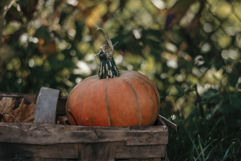 iphonewallpaper, outdoors, freshness, food and drink, nature, wellbeing, healthy eating, wood - material, 5K, autumnal, growth, food, brown, focus on foreground