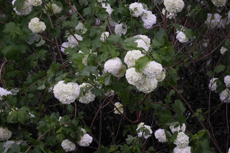 4K, plants, blossom, plant part, flowering plant, flowers, outdoors, hdwallpaper, vulnerability, white, fragility, peony, geranium, acanthaceae