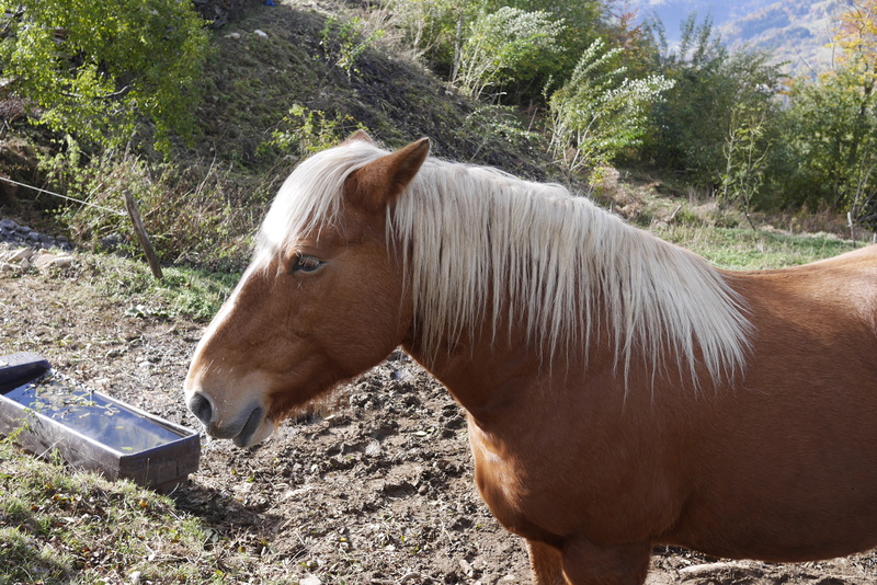 side view, 5K, nature, domestic, outdoors, background, animal wildlife, horse, animal themes, profile view, hdwallpaper, vertebrate, pets, land