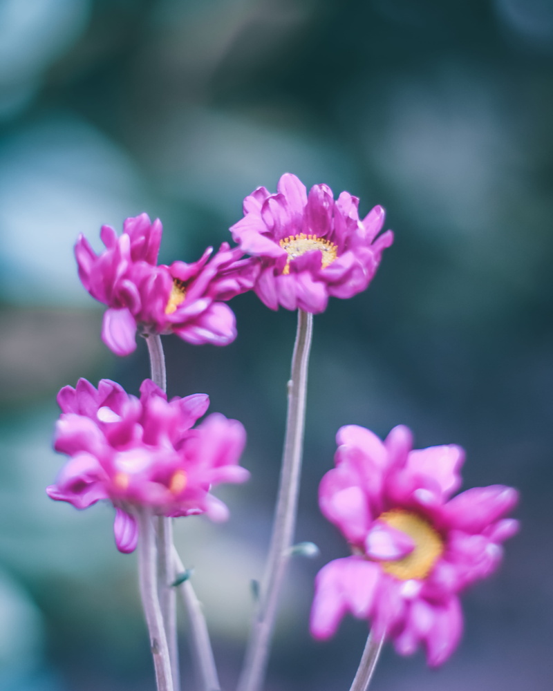 flower, no people, selective focus, outdoors, fragility, purple, growth, holiday, inflorescence, fresh, pink color, forest, vulnerability, now, springtime