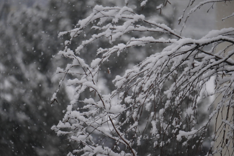 hdwallpaper, sport, background, hail, extreme weather, hdbackground, frost, branch, snow, selective focus, close-up, growth, sports, outdoors, winter, ice