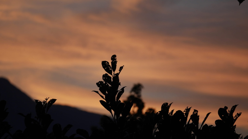 cloud - sky, nature, beauty in nature, background, no people, dusk, growth, 2K, plants, cloud, non-urban scene, silhouette, sunset, hdwallpaper, landscape