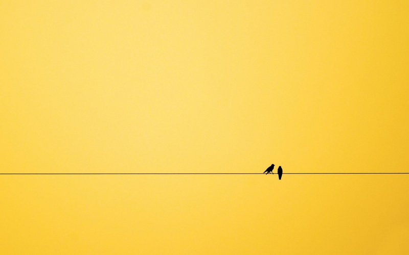 yellow, bird, perching, 1080P, telephone line, nature, power line, animal, cable, animals in the wild, copy space, clear sky, one animal, animal themes