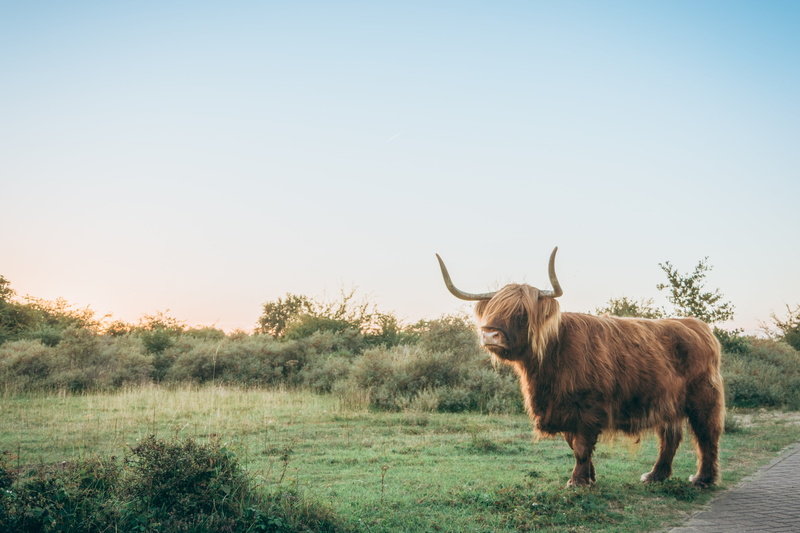 brown, outdoor, clear sky, grass, domestic animals, horn, livestock, animals in the wild, green, highland, grasses, landscape, animal wildlife, animal