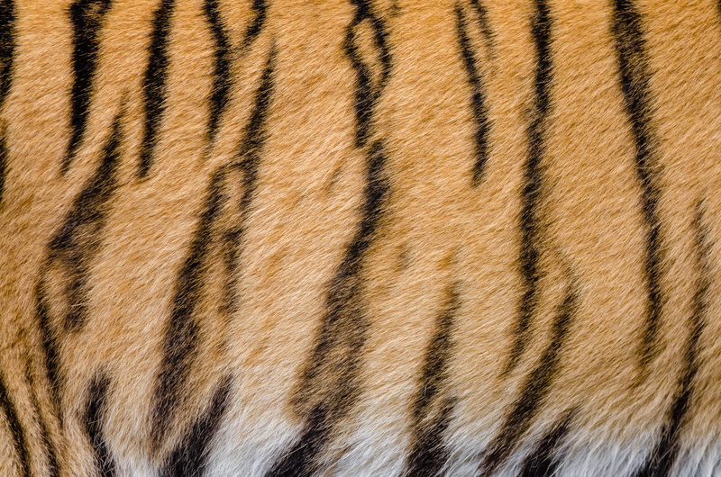 close-up, backgrounds, photos, animals in the wild, one animal, stripes, animal head, texture, hair, nature, wildlife, animal hair, no people, 4K, cat