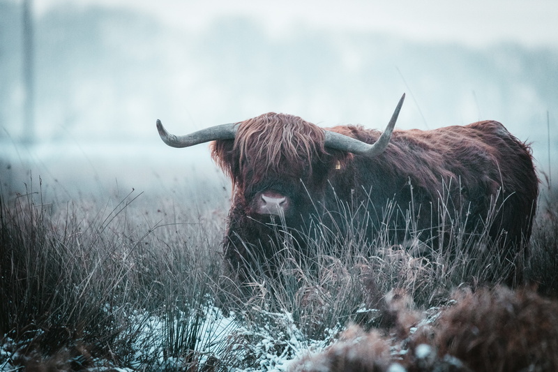 cattle, domestic cattle, one animal, rhino, brown, 5K, field, domestic animals, animal, livestock, land, hip, animal wildlife, domestic, nature, no people