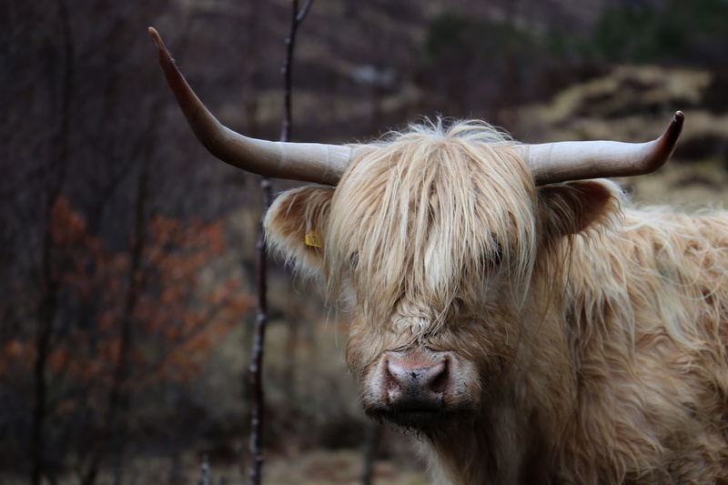 focus on foreground, hairy, horned, tag, animal themes, pets, highland, wildlife, domestic animals, alladale wilderness reserve, animal head, close-up