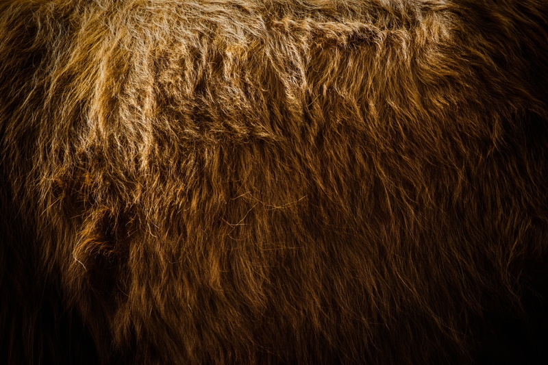nature, fur, wezep, bear, beauty, bison, domestic animals, no people, one animal, animal, hair texture, animal wildlife, close-up, pet, close up, golden