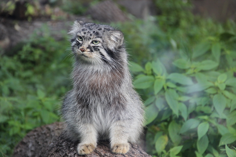 one animal, animal themes, plant, beautiful, 5K, whisker, looking, tree bark, feline, animal wildlife, vertebrate, domestic, winsome, wild, wild animal
