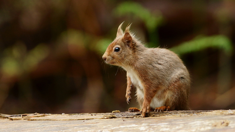 squirrel, nature, wildlife, tail, animal, animals In The Wild, white, fur, rodent, outdoors, looking, forest, 4K, cute, brown, mammal