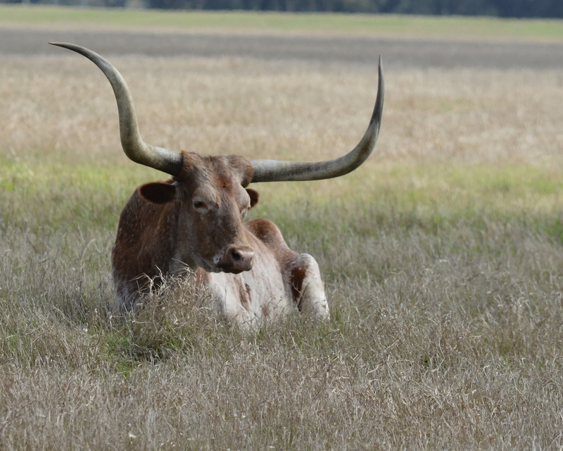 focus on foreground, nature, animal wildlife, animal themes, animal, cow, day, domestic animals, bull, plant, country, brown, laying, grazing, 2K, deer