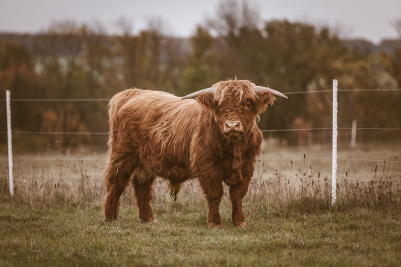 fence, wildlife, inflatable, animal hair, legged, apparel, tartan, longhorn, animal, near, vertebrate, hat, cow, rodeo, cattle, herbivorous, one animal