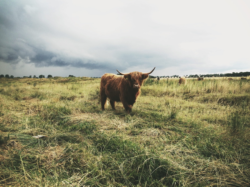 animal, countryside, bison, animal themes, outdoors, land, horned, no people, mammal, rural, meadow, highland, plant, highland cattle, livestock, bull