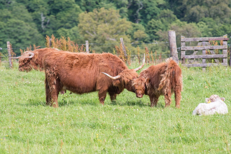 highland-rinder, green color, mammal, cow, race, hair, fields, horned, livestock, landscape, land, nature, horns, group of animals, field, grass, plant