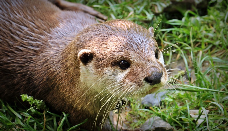 whisker, cute, vertebrate, plant, fur, close-up, young animal, young, animal themes, grass, animal world, focus on foreground, mammal, animal head, otter cub