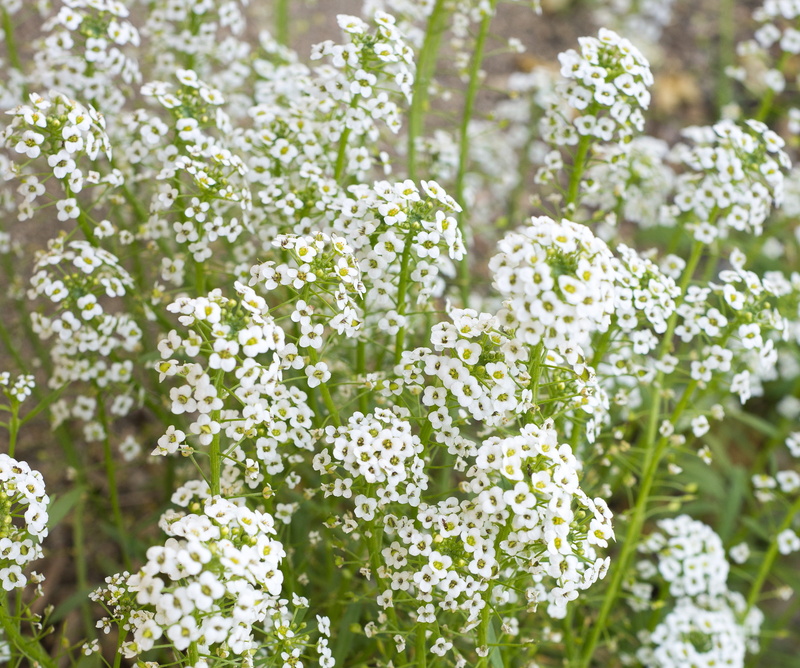 breath, bunch, petal, food, white color, romance, day, outdoors, bridal, springtime, flower head, elegance, close-up, leaf, texture, gardening, gypsophila