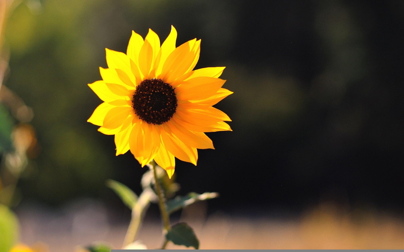 image, 2K, little, one, download, sunflower, flowers, yellow, beautiful