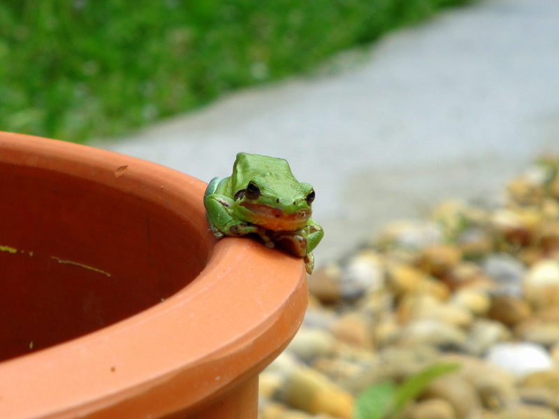 nature, frog, green, creature, growth, outdoors, agriculture, selective focus, gardening, eye, wildlife, no people, green frog, 1080P, food and drink