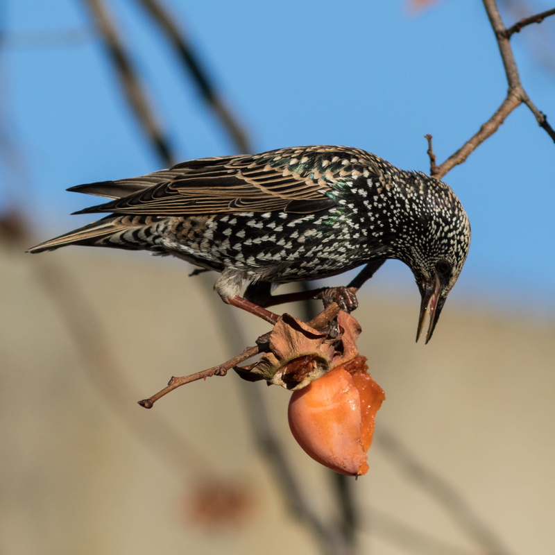branch, nature, one animal, bird, focus on foreground, animals in the wild, animal wildlife, vertebrate, khaki, starling, plant, outdoors, day, european