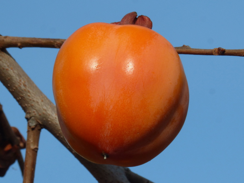 rosewood, food and drink, red, focus on foreground, 2K, ripe, khaki, nature, no people, autumn, orange color, day, wellbeing, clear sky, outdoors, fruit