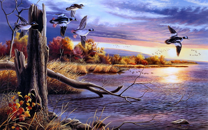 photo, art, landscapes, gallery, birds, 1080P