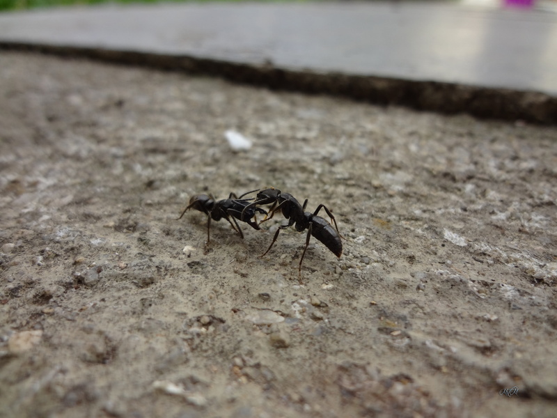 solid, fly, concrete, animal themes, animals in the wild, insect, animal wing, black color, surface level, day, outdoors, animal wildlife, no people, close-up
