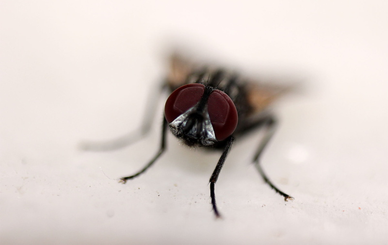 close-up, arthropod, extreme close-up, zoology, macro, animal themes, insect, no people, selective focus, nature, housefly, animal body part, invertebrate