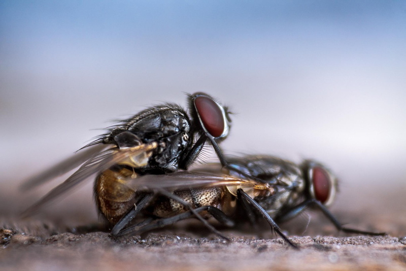 photography, eye, animal, two, one animal, close, poisonous, selective, fly, animal themes, animal body part, macro, house, animal wing, nature, extreme close-up