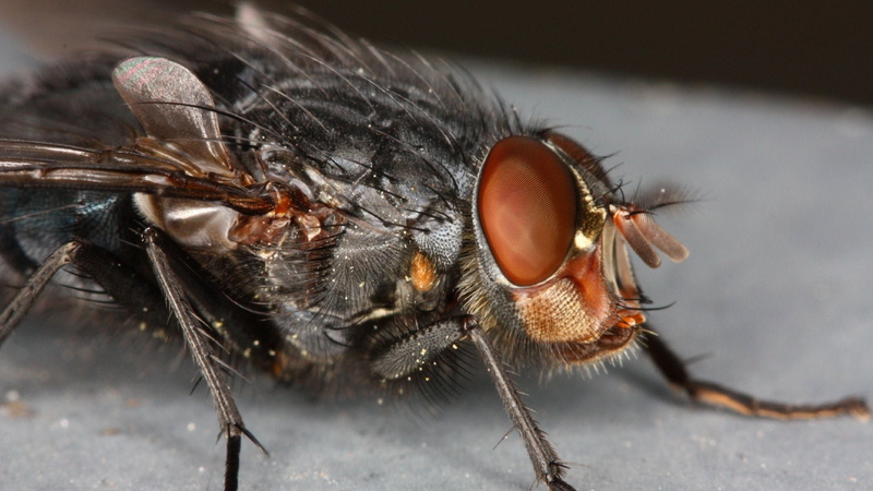 zoology, animal leg, housefly, close-up, 1080P, backgrounds, no people, animal themes, wildlife, animal Wing, arthropod, black, animal, black Color, ugliness