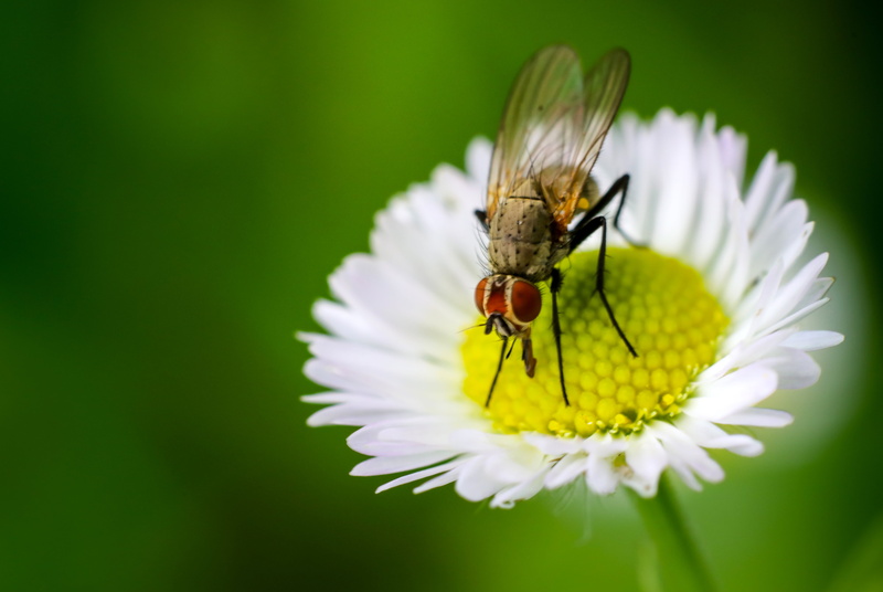 animal, Common, white, pollen, nature, insect, close-up, petaled, macro, animal Wing, Drosophila, summer, Fly, Housefly, photo, flower, 5K, chamomile